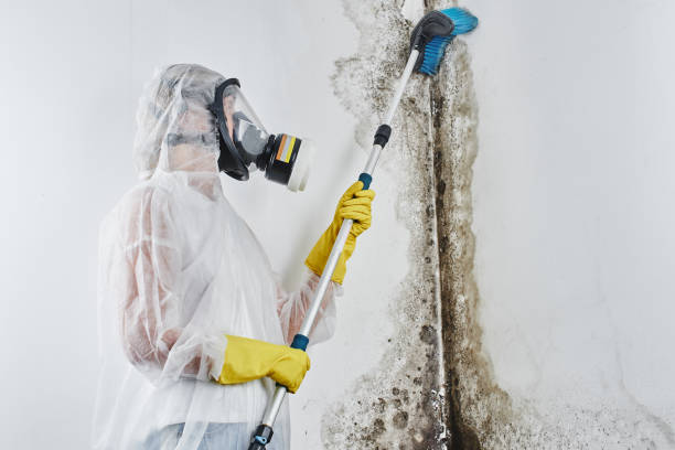 Best Local Mold Removal Service  in Hampton, TN