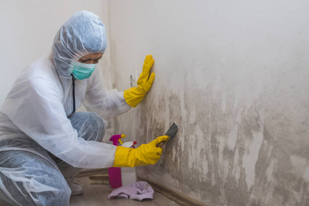 Best Office Mold Removal Services  in Hampton, TN