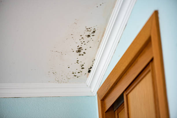 Best Black Mold Removal  in Hampton, TN
