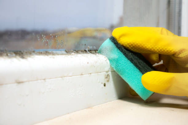 Best Home Mold Removal  in Hampton, TN