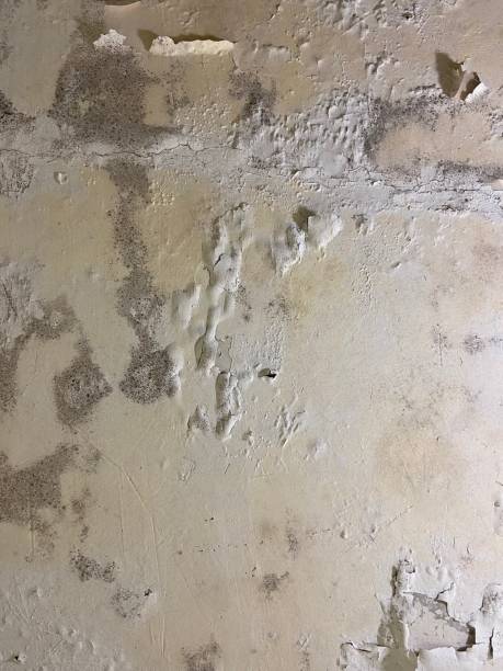 Crawl Space Mold Removal in Hampton, TN