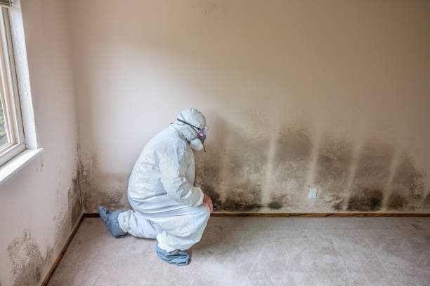 Best Certified Mold Removal  in Hampton, TN