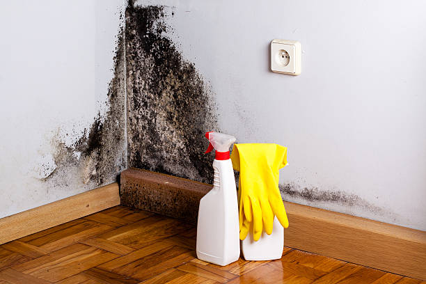 Best Mold Testing  in Hampton, TN