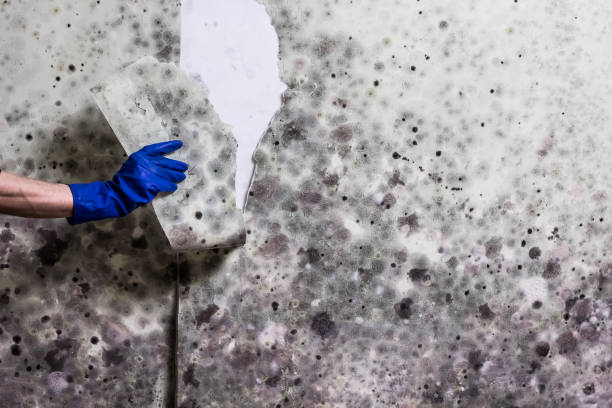 Trusted Hampton, TN Mold Removal Experts