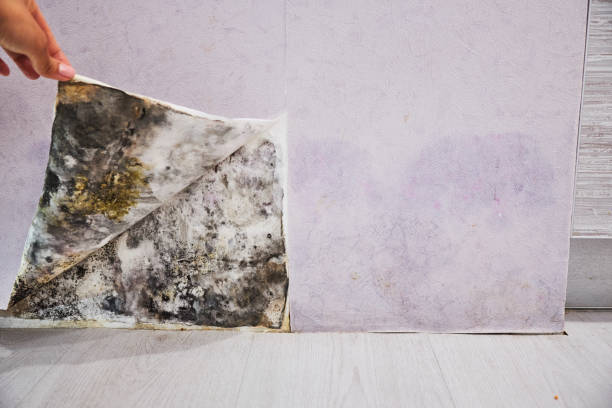 Best Mold Damage Repair  in Hampton, TN